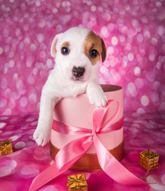 Foto cachorrinho branco bonito na caixa-de-rosa com laço.