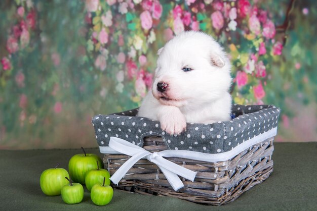 Cachorrinho branco fofinho samoiedo em uma cesta com maçãs