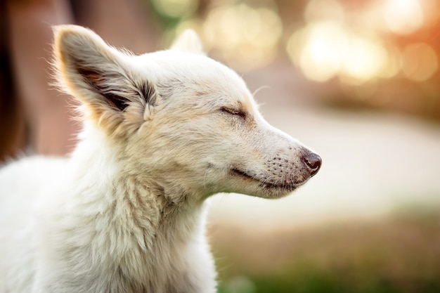 Cachorrinho branco pequeno bonito