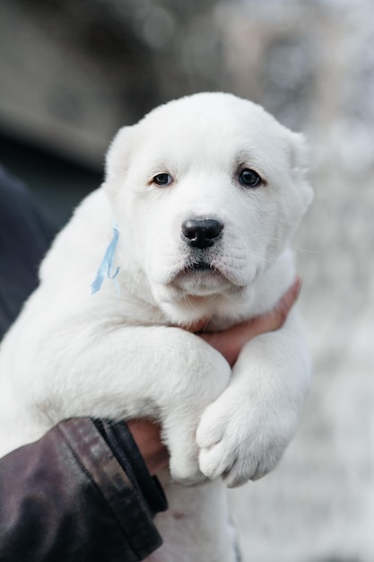 Cachorrinho branco