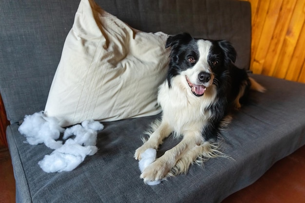 Cachorrinho brincalhão impertinente border collie após travessura mordendo travesseiro deitado no sofá em casa Cão culpado e sala de estar destruída Danificar casa bagunçada e cachorrinho com olhar culpado engraçado