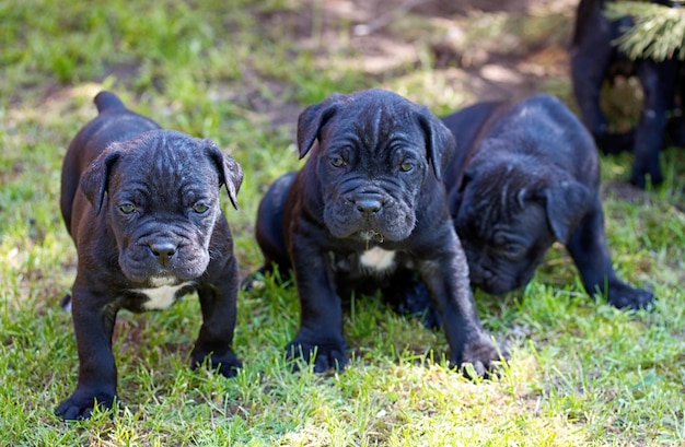 cachorrinho cane corso