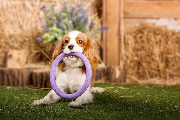 Cachorrinho Cavalier King Charles Spaniel brincando com brinquedo dentro