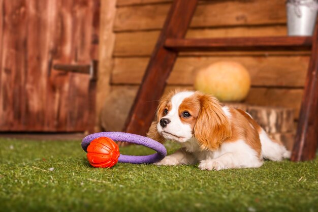 Cachorrinho Cavalier King Charles Spaniel brincando com brinquedo dentro