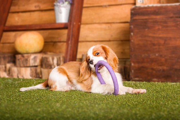 Cachorrinho Cavalier King Charles Spaniel brincando com brinquedo dentro