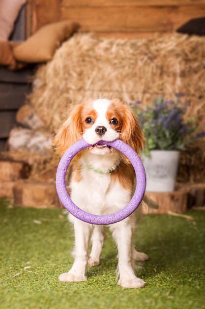 Cachorrinho Cavalier King Charles Spaniel brincando com brinquedo dentro