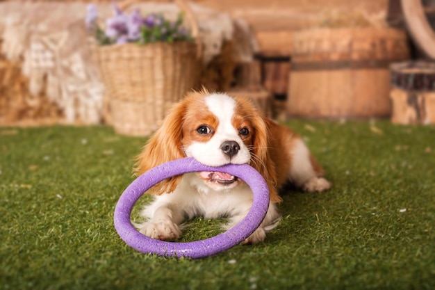 Cachorrinho Cavalier King Charles Spaniel brincando com brinquedo dentro