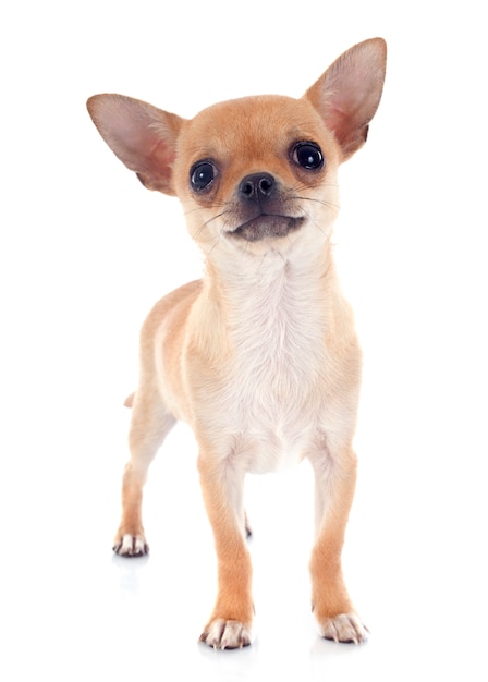 Foto cachorrinho chihuahua