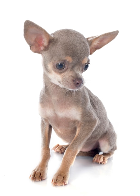 cachorrinho chihuahua