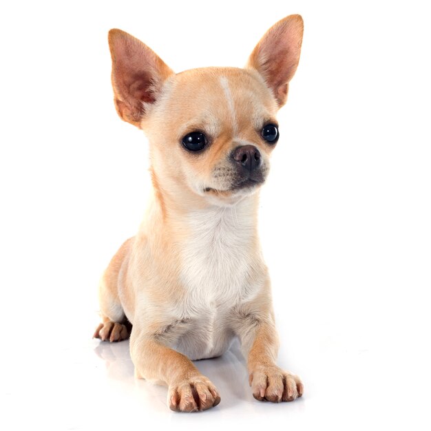 cachorrinho chihuahua