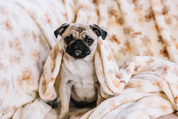 Foto cachorrinho com colcha