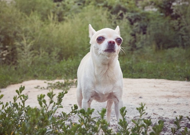 Cachorrinho com olhos grandes.