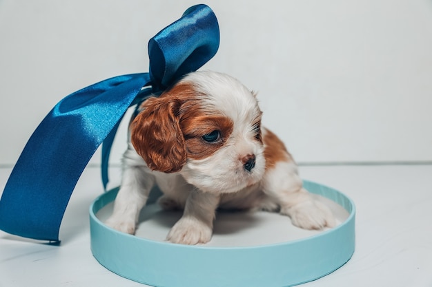 Cachorrinho com um laço azul escuro em uma caixa redonda de cor azul suave sobre um fundo branco