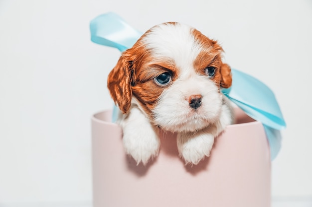 Cachorrinho com um laço azul suave em uma caixa redonda rosa sobre fundo branco