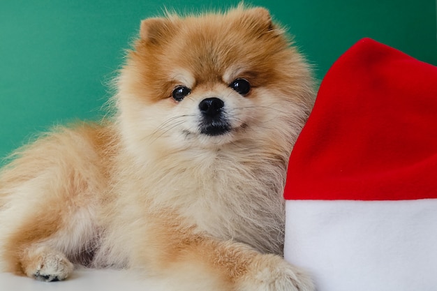 Cachorrinho da Pomerânia com chapéu de Papai Noel vermelho