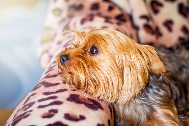 Cachorrinho da raça Yorkshire Terrier, deitado no sofá