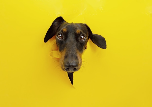 Cachorrinho dachshund através de um buraco em um fundo de papel rasgado amarelo