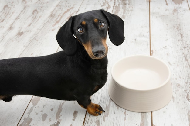 Cachorrinho Dachshund implorando comida ao lado de uma tigela vazia com expressão triste