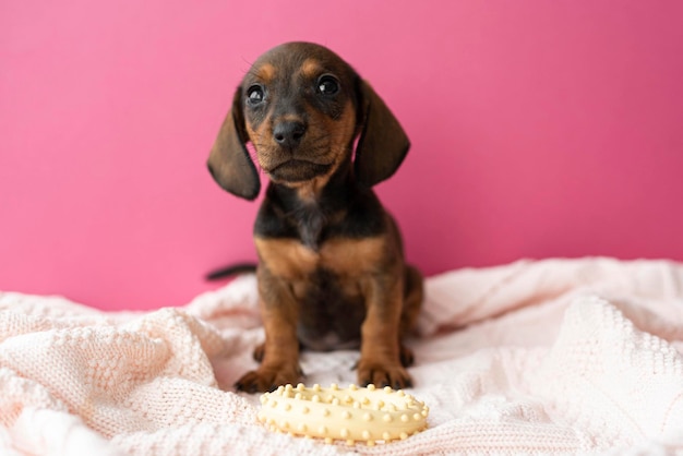 Cachorrinho Dachshund senta-se em um cobertor rosa closeup