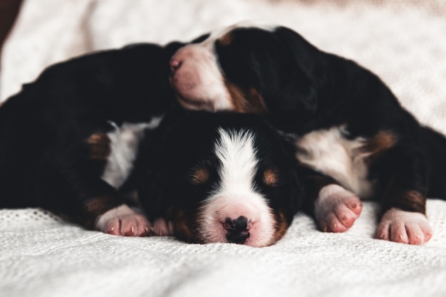 Cachorrinho de bernese mountain dog na cama. animais fofos