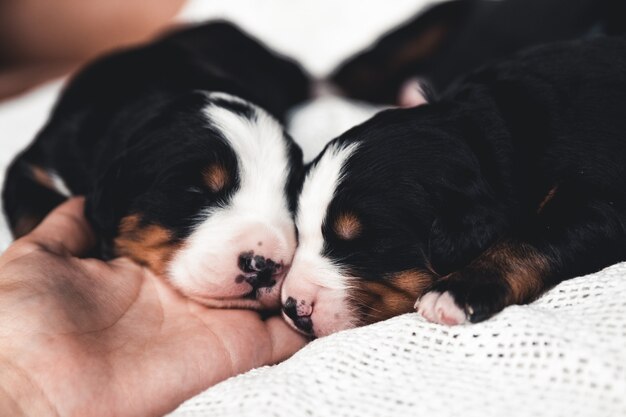 Cachorrinho de bernese mountain dog na cama. animais fofos