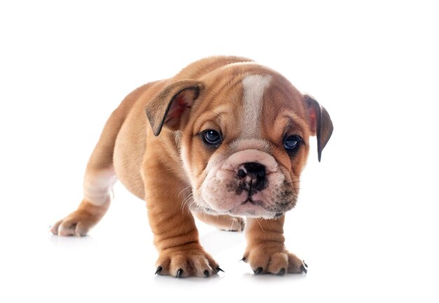 cachorrinho de bulldog inglês