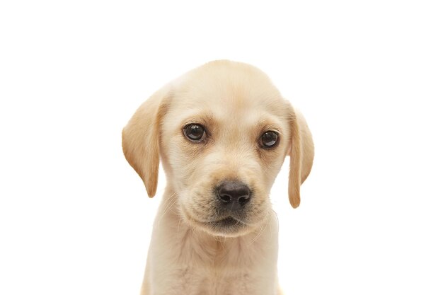 Foto cachorrinho de labrador isolado em fundo branco