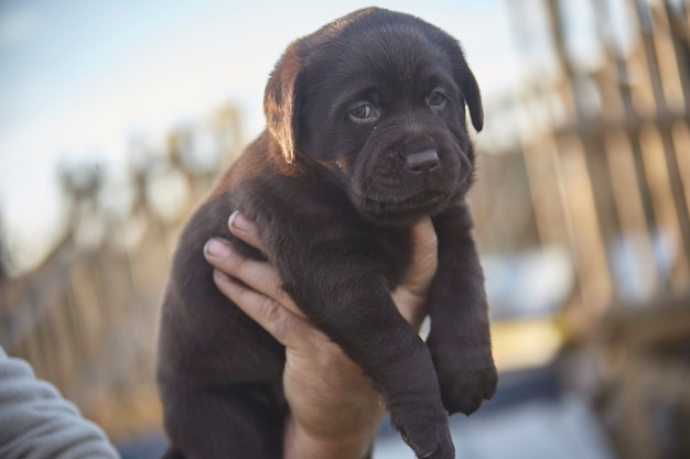 Cachorrinho de labrador marrom na mão