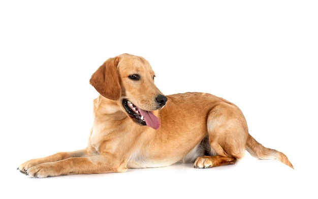 cachorrinho de labrador retriever