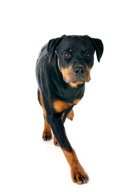 cachorrinho de rottweiler em frente a um fundo branco