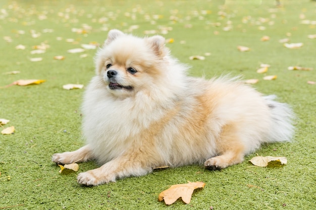 Cachorrinho deitado na grama