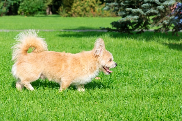 Cachorrinho deitado na grama