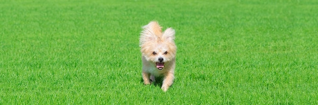 Cachorrinho deitado