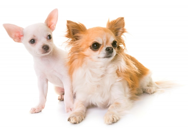 cachorrinho e adulto chihuahua