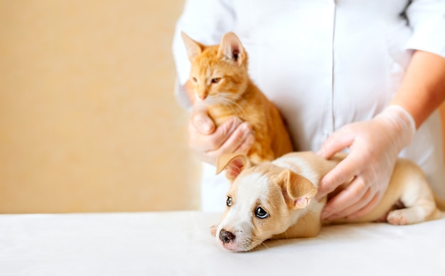 Cachorrinho e gatinho nas mãos do médico veterinário na clínica de animais