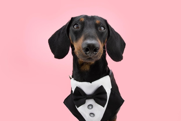 Cachorrinho elegante dachshund comemorando o dia das mães ano novo aniversário dia dos namorados vestindo um smoking isolado no fundo coral rosa