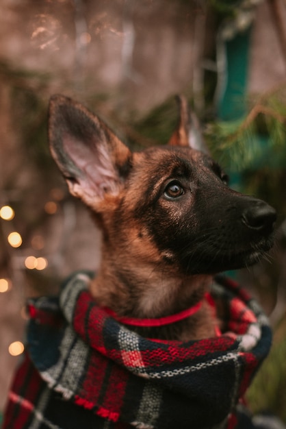 Cachorrinho em decorações de natal