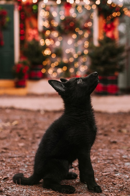 Cachorrinho em decorações de natal