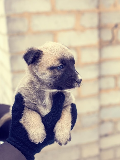 Cachorrinho em seus braços