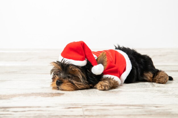 Cachorrinho em traje de Papai Noel. Feriado. Ano Novo