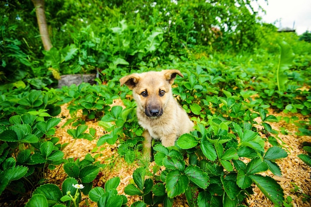 Cachorrinho em um jardim com folhas de morangos
