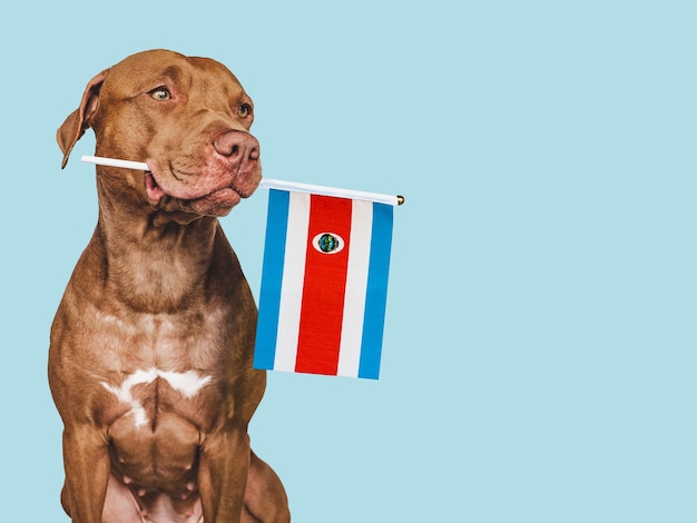 Cachorrinho encantador com a bandeira da costa rica