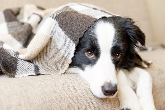 Cachorrinho engraçado border collie deitado no sofá sob a manta dentro de casa