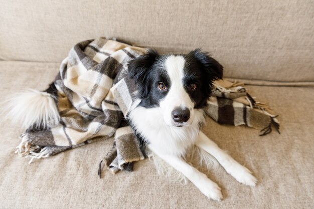 Cachorrinho engraçado border collie deitado no sofá sob a manta interna