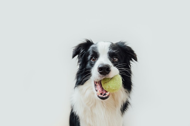 Cachorrinho engraçado border collie segurando uma bola de brinquedo na boca, isolada no fundo branco