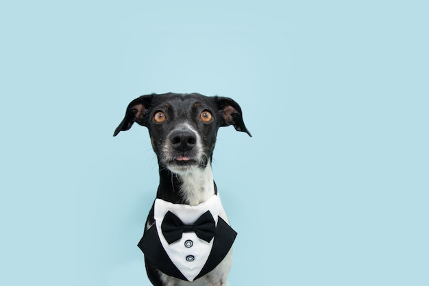 Foto cachorrinho engraçado de raça misturada vestindo um smoking comemorando o aniversário do dia dos pais isolado em fundo azul pastel