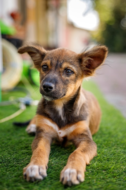 Cachorrinho engraçado deitado na grama verde