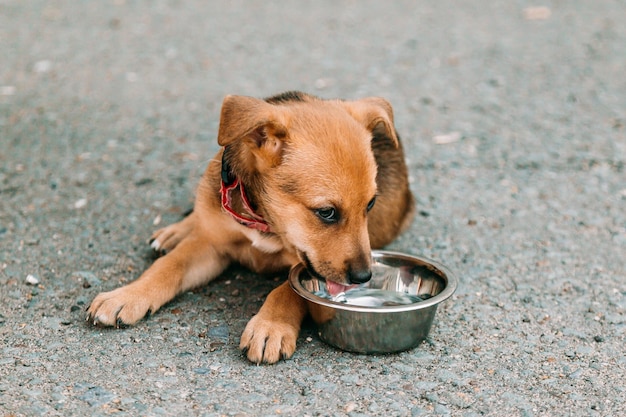 Cachorrinho fica ao lado da tigela na rua