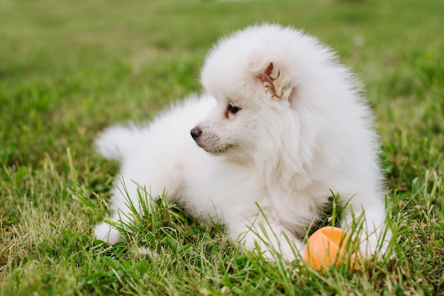 Cachorrinho fofo branco brincando com uma bola colorida. Lindo cachorrinho Pomsky