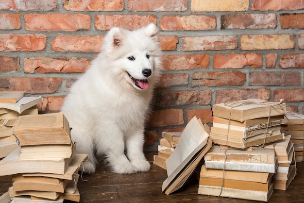 Cachorrinho fofo branco Samoieda com livro